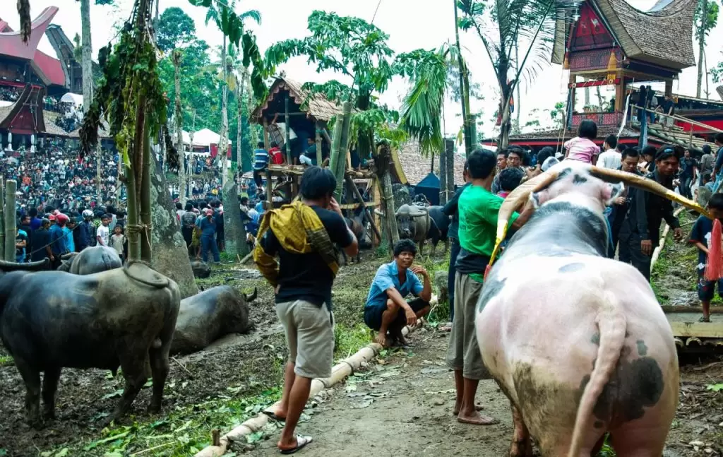 tana toraja