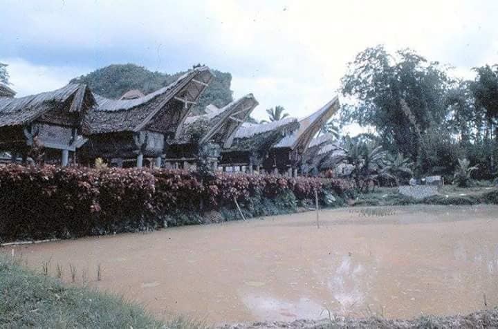 Rumah adat Tongkonan yang masih beratap bambu. Begitu eksotis.