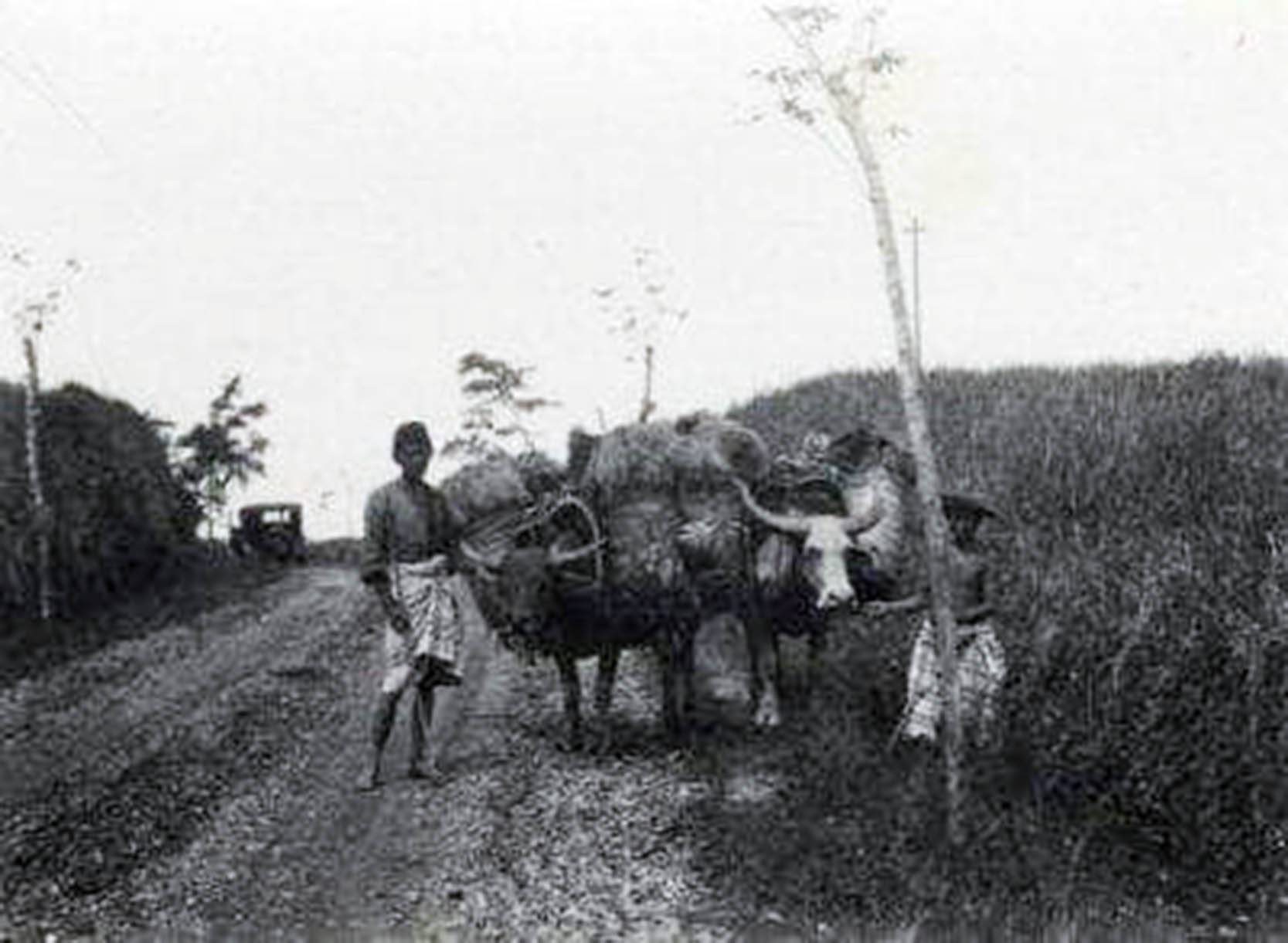 Kerbau dan kuda adalah sarana transportasi utama saat itu.