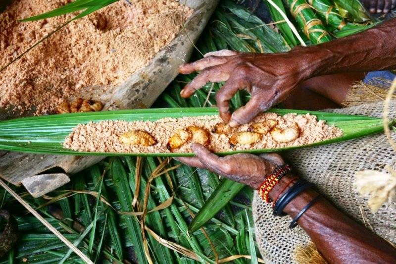 Ulat Sagu, Makanan Bergizi Tinggi Suku Asmat