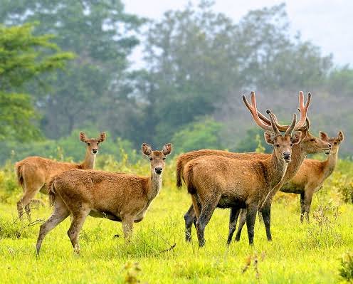 Tenang saja Rusa ini bukan seperti kerbau jantan bringas dengan tanduknya yang besar dan menakutkan. Hewan-hewan ini sangat bersahabat dan tidak pernah menyakiti perasaan manusia. Mereka sudah terbiasa dengan kehadiran manusia, sehingga kita pun dapat mendekati dan foto bareng mereka.