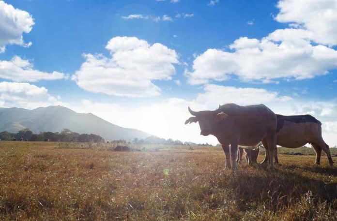 Sensasi bersafari di Afrika atau memantau ternak di atas kuda layaknya cowboy di Amerika di Gunung Kerbau, Pulau Moa.