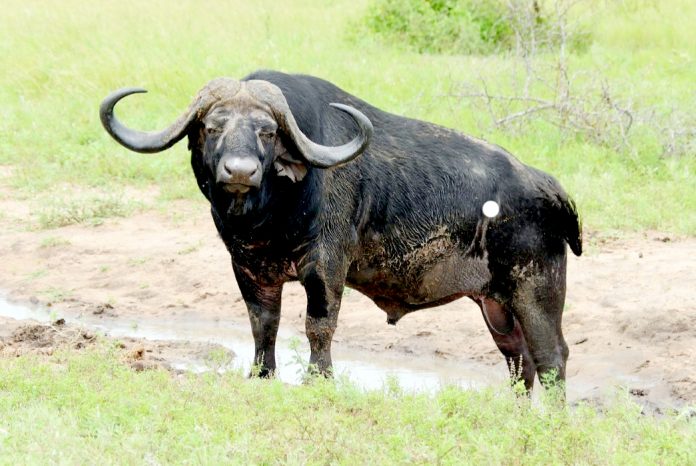Banteng Jawa