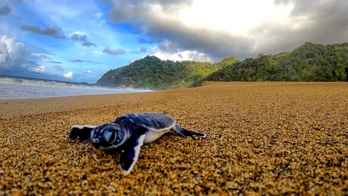 Pantai Sukamade
