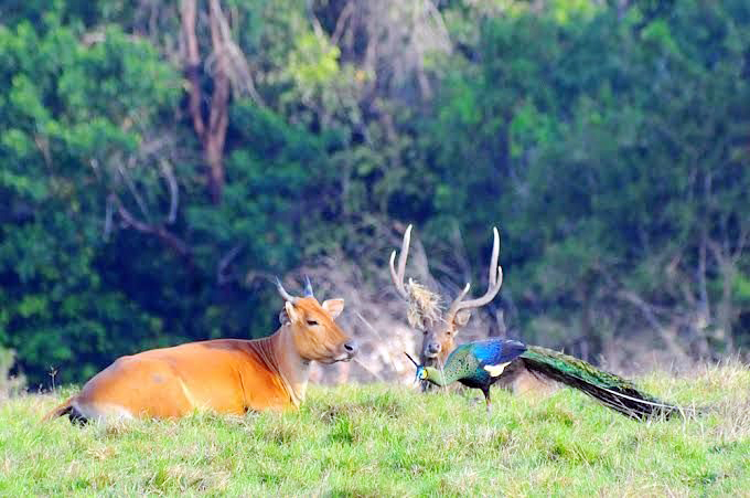 Taman Nasional Alas Purwon