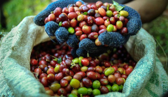 Kopi Toraja